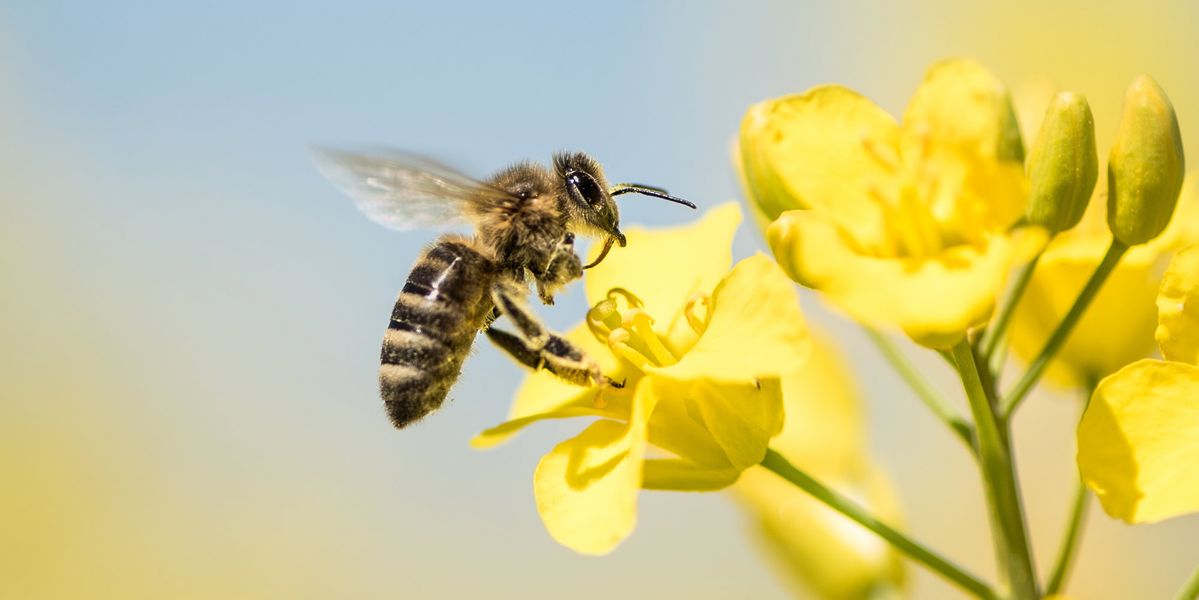 HNO Rosenquartier Gemeinschaftspraxis Dres. med. Bornemann in Hannover, eine Biene auf Nahrungssuche